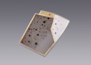 Brooch 2013