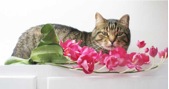 Eli-with-pink-orchids600