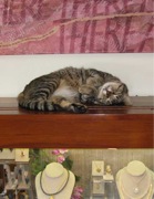 EliUnderCalligraphy600