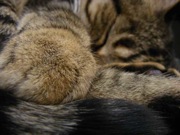 elipaw600
